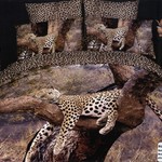 Постельное белье Tango cs073-3, фото, фотография